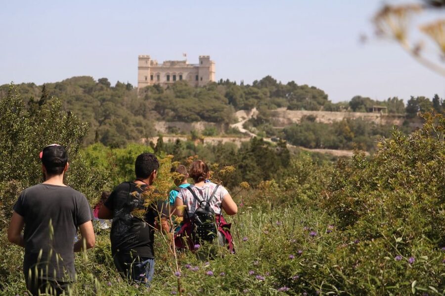 Buskett Woodlands and Dingli Cliffs Private Nature Tour - Malta’s national tree and the 500-year-old factor