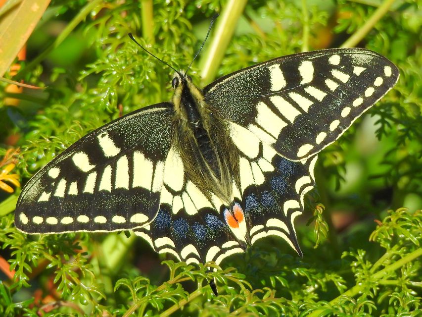 Buskett Woodlands and Dingli Cliffs Private Nature Tour - Walking, weather, and the gear that keeps the day smooth