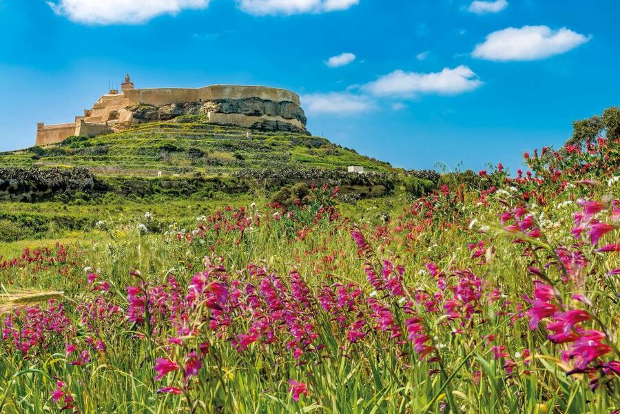 From Malta: Gozo Day Trip Including Ggantija Temples - The Real Logistics: Pickup Timing, Group Size, and How to Not Lose Time