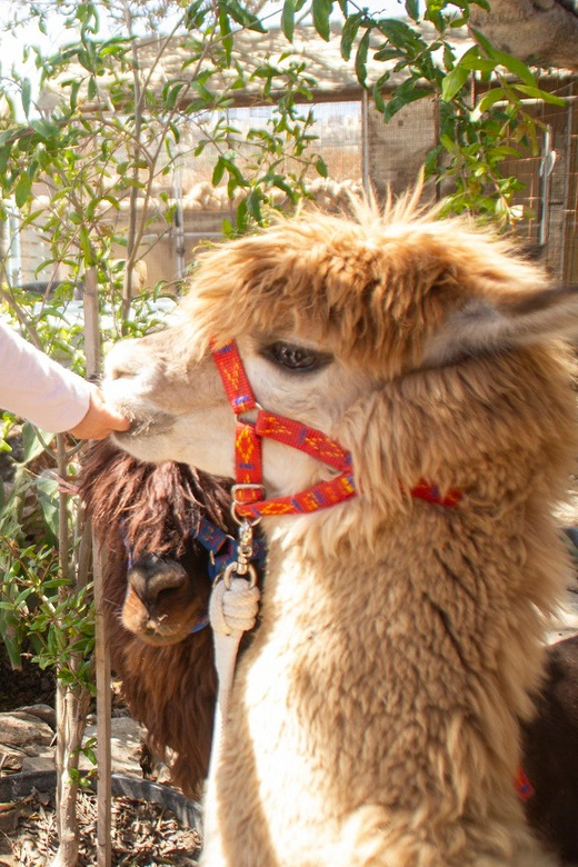 Gozo Alpaca Walks : with feeding and farm visit - Key highlights you should know before you go