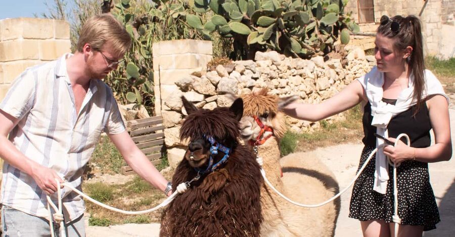 Gozo Alpaca Walks : with feeding and farm visit - Razzett Alpaca: meeting point, farm vibe, and your first briefing