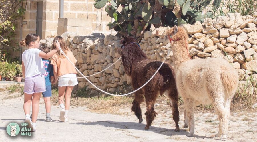 Gozo Alpaca Walks : with feeding and farm visit - More animals after the walk: cat Tom, peacocks, turkeys, rabbits, goats, and pheasants