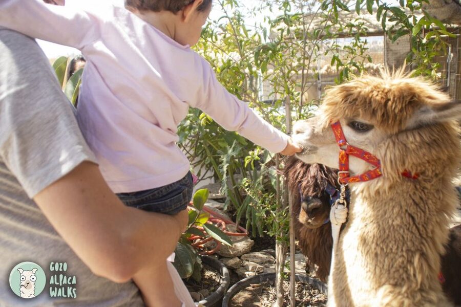 Gozo Alpaca Walks : with feeding and farm visit - Price and value: is $71 per person fair for this hour?