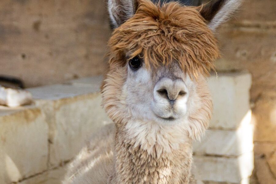 Gozo Alpaca Walks : with feeding and farm visit - Who this Gozo alpaca walk is best for