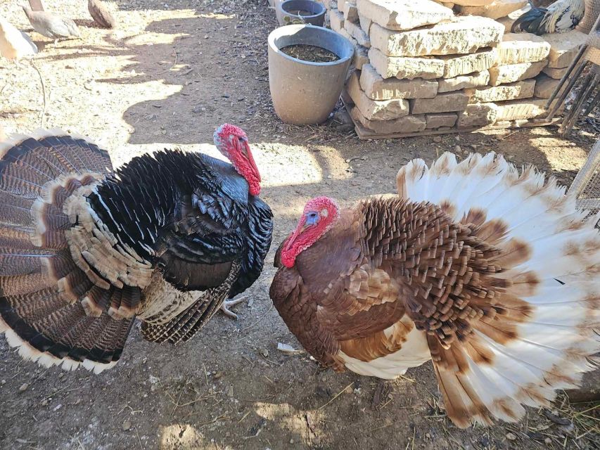 Gozo Alpaca Walks : with feeding and farm visit - Should you book Gozo Alpaca Walks with feeding and farm visit?