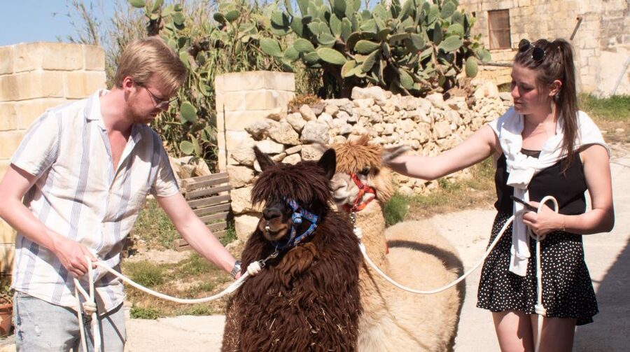 Gozo Alpaca Walks : with feeding and farm visit - The 30 to 45 minute alpaca walk in Gozo: slow pace, photos, and countryside time
