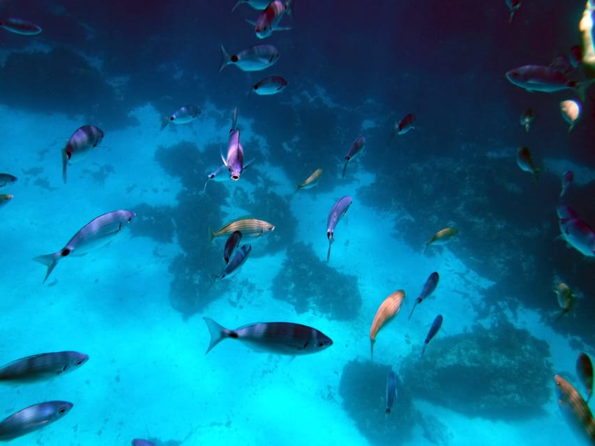 Gozo and Comino Boat and Snorkeling Adventure - Blue Lagoon and Crystal Lagoon: how the skipper helps you dodge the worst crowds