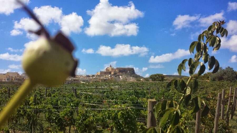 Gozo Victoria Walking Tour - Who should book, and who might want a different plan