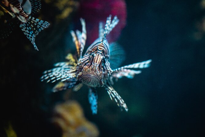Malta National Aquarium Entrance Ticket - Reptiles, insects, and amphibians: not just for kids