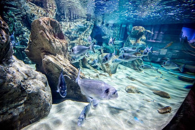 Malta National Aquarium Entrance Ticket - The main tank and the walk-through glass tunnel