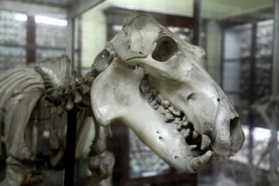Prehistoric Temples and Highlights of the South