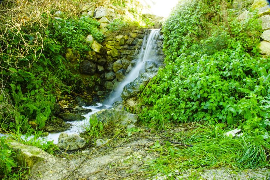 Nature Highlights Private Walking Tour with Transport - What you learn when the focus is biodiversity, not lectures