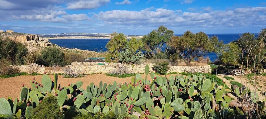 North Malta: Quad Bike Tour with Scenic Land, Sea & Swimming - Who should book this quad bike tour, and who should skip it