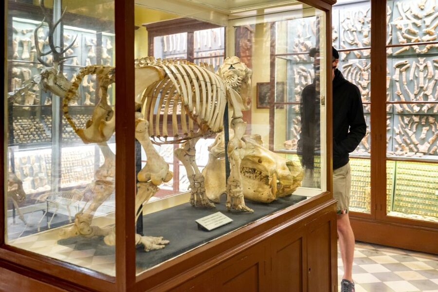 Prehistoric Temples of Malta Tour - Għar Dalam Cave and Museum: Fossils Without the Expectation Trap
