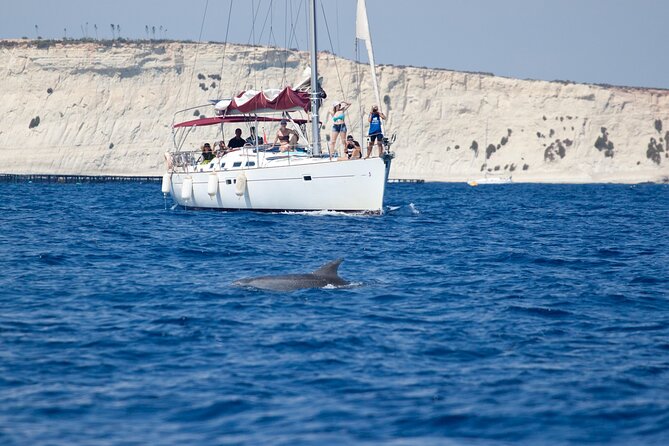 Private Marine Life Spotting - Dolphin watching EcoMarine Malta - Key Things You Should Notice Before You Go