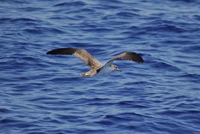Private Marine Life Spotting - Dolphin watching EcoMarine Malta - Price and value: what $1,898.93 per person buys you