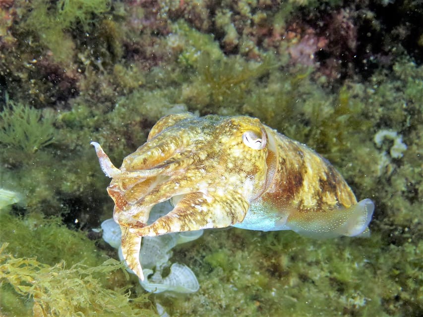 SSI Try Scuba Diving in the sea - 30 minutes on the water, max 5 meters