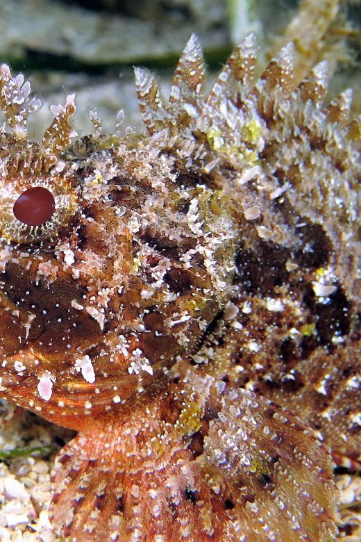 SSI Try Scuba Diving in the sea - Price and value: is $58 a fair deal?