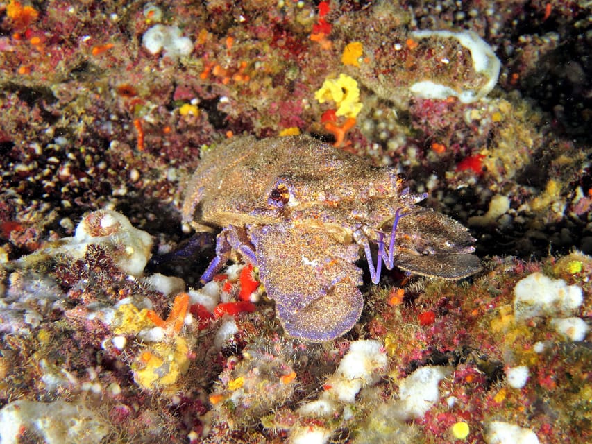SSI Try Scuba Diving in the sea - Should you book this Try Scuba experience in Malta?