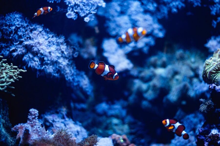 St Paul's Bay: Malta National Aquarium Entry Ticket - The tunnel walkthrough: the moment kids love (and adults remember)