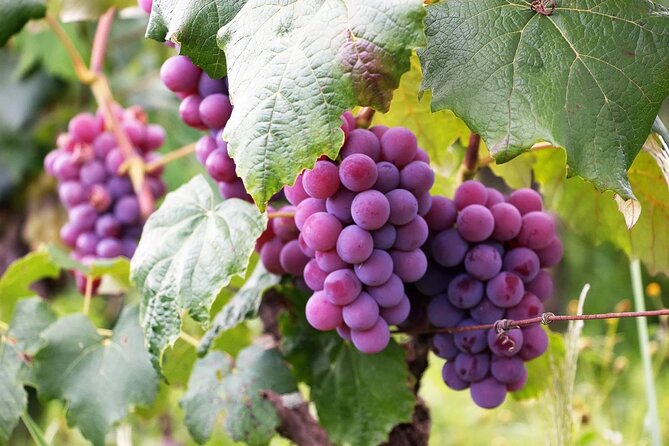 The Taste of Malta Artisan Wine Pairing - Quick highlights