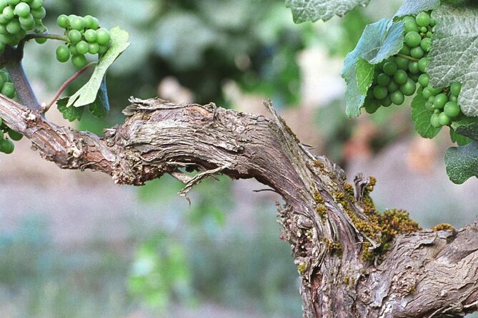 The Taste of Malta Artisan Wine Pairing - Price and value: is $42.17 worth your time?