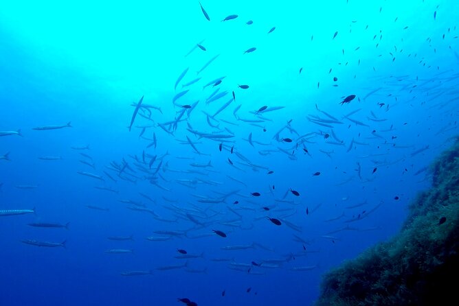 Two Morning Dives in Gozo for Certified Diver - Between sessions: tank change plus coffee, tea, cookies, and water